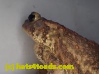 /home//u458753944/public_html/sourcegallery//Roxborough Toad Detour/2013-2019/2017/P4110681.JPG
